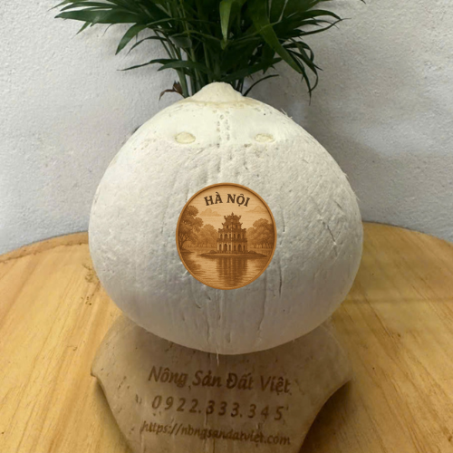 Sỉ lẻ dừa trọc Hà Nội