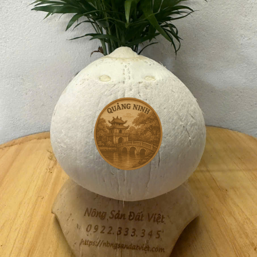 Dừa tươi chọn lọc